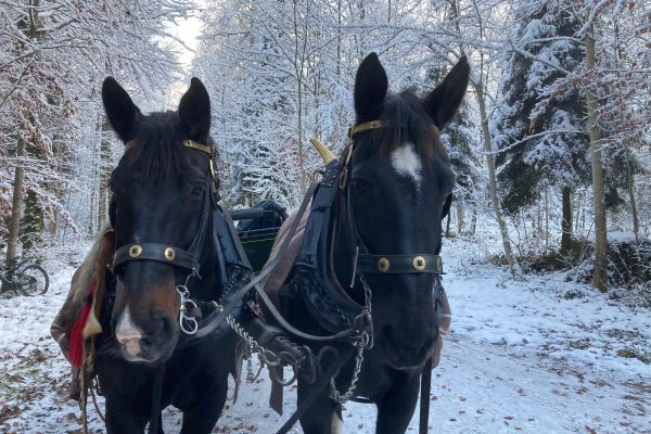 Waldweihnacht im Surseerwald